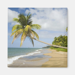 Imán Coconut Grove Beach en Cades Bay, con St.