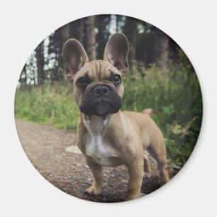 Imán Cojín decorativo Bulldog francés