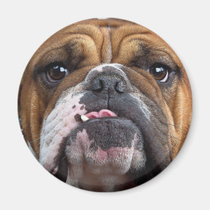 Imán Cojín decorativo de Bulldog inglés