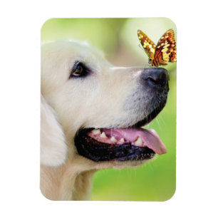 Imán Cojín decorativo De Labrador Y Mariposa