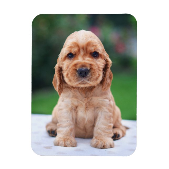 Imán Coker Spaniel Puppy (Vertical)