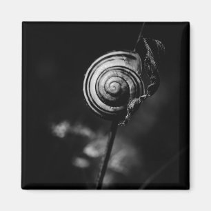 Imán cola de caracol