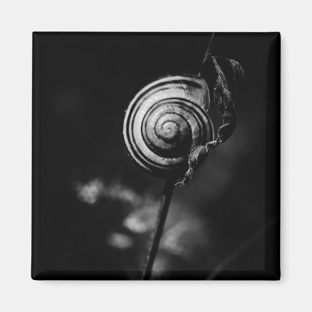 Imán cola de caracol (Frente)