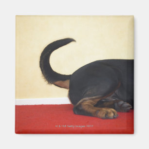 Imán Cola que menea de Rottweiler, sección trasera