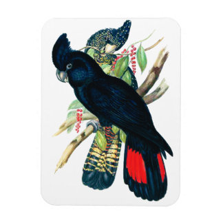 Imán cola roja, Cockatoos negros (banksianos).