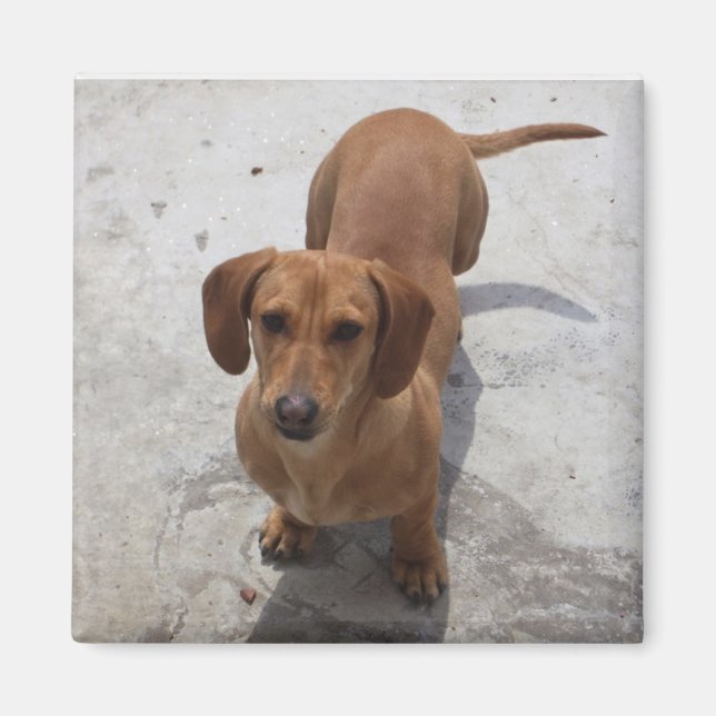 Imán Colección Cute Dachshund (Frente)