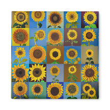Colección de girasoles