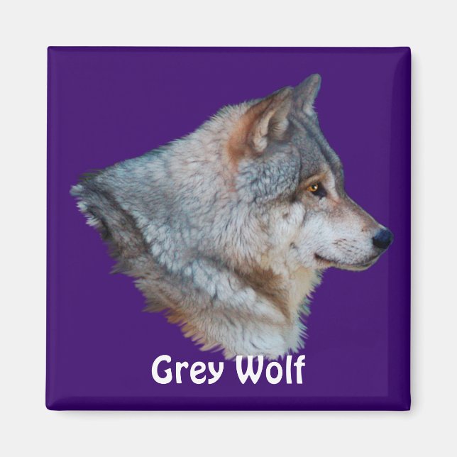 Imán Colección de imanes de vida silvestre GRAY WOLF (Frente)