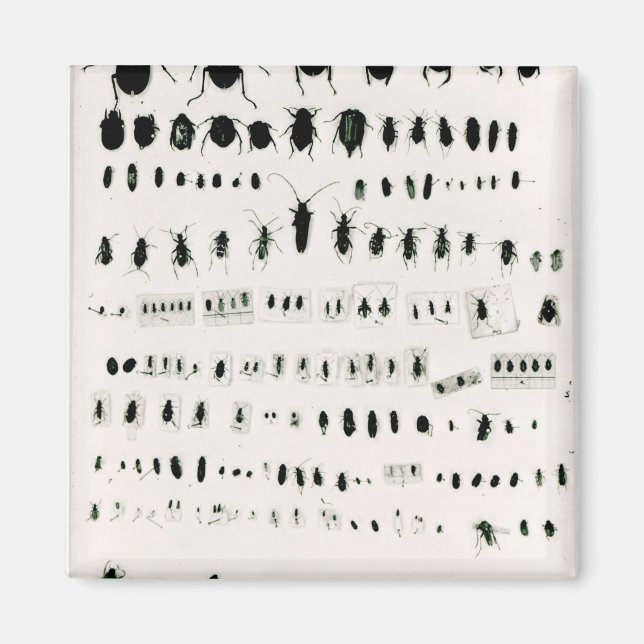 Imán Colección de insectos de Darwin (Frente)