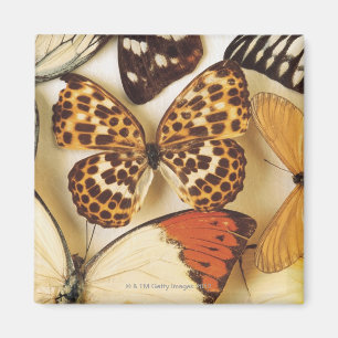Imán Colección de la mariposa