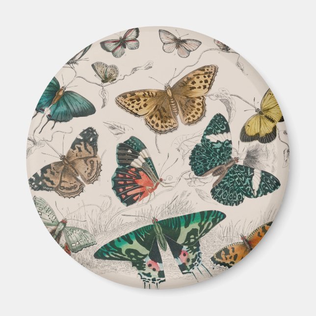 Imán colección de mariposa manteca de arte acuarela ant (Frente)