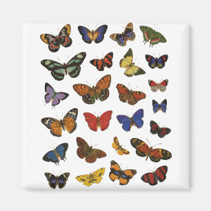 Imán Colección de mariposas