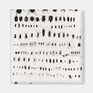 Imán Colección del insecto de Darwin