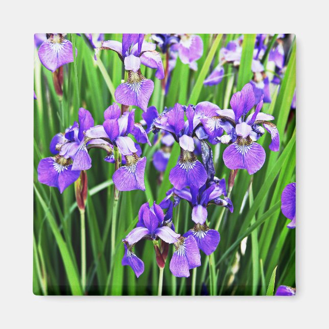 Imán Colección Iris (Frente)