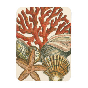 Imán Colección Sealife