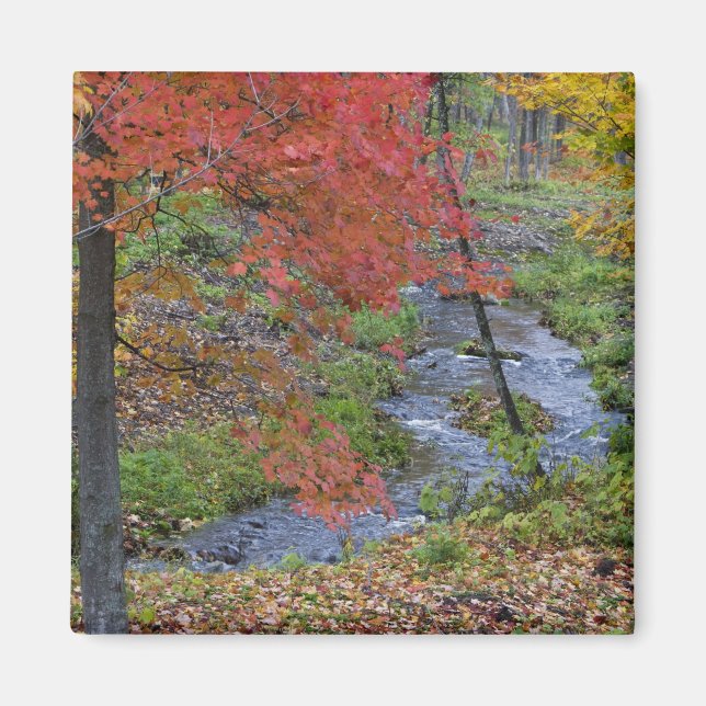 Imán Coles Creek bordeado de arce otoñal cerca (Frente)