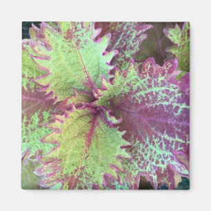 Imán Coleus