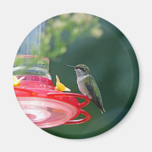 Imán Colibrí