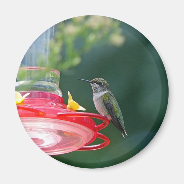 Imán Colibrí (Frente)
