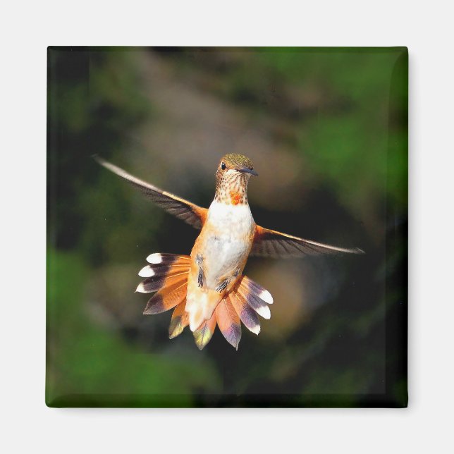 Imán Colibrí (Frente)