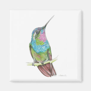 Imán Colibrí