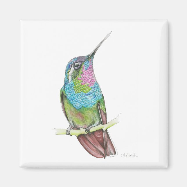 Imán Colibrí (Frente)
