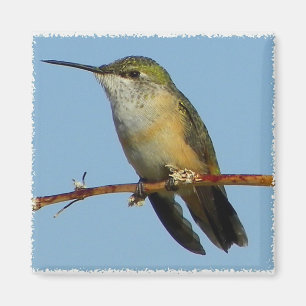 Imán Colibrí