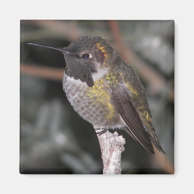 Imán Colibrí. (Frente)