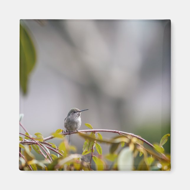 Imán Colibrí 3346 (Frente)