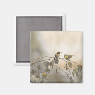 Imán Colibrí 5265