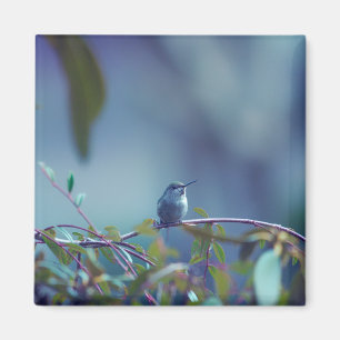 Imán Colibrí 5738
