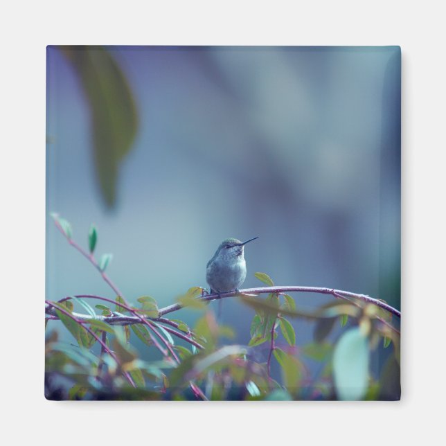 Imán Colibrí 5738 (Frente)
