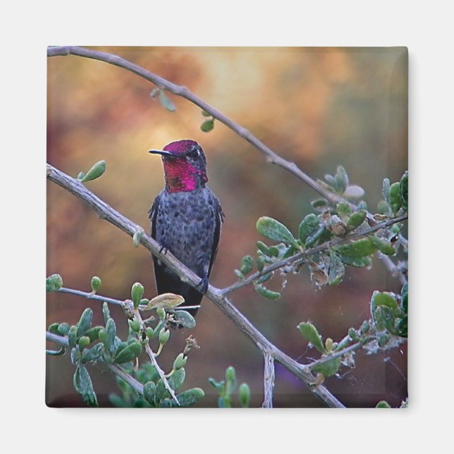 Imán Colibrí al atardecer (Frente)