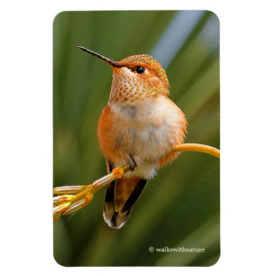 Imán Colibrí cuscús encaramado en la flor