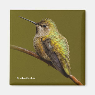 Imán Colibrí de Anna en trompeta escarlata