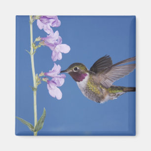 Imán Colibrí de cola ancha, Selasphorus