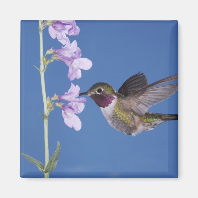 Imán Colibrí de cola ancha, Selasphorus (Frente)