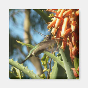 Imán Colibrí de Garganta Negra en Vuelo