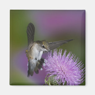 Imán Colibrí de garganta rubí en vuelo en cardo