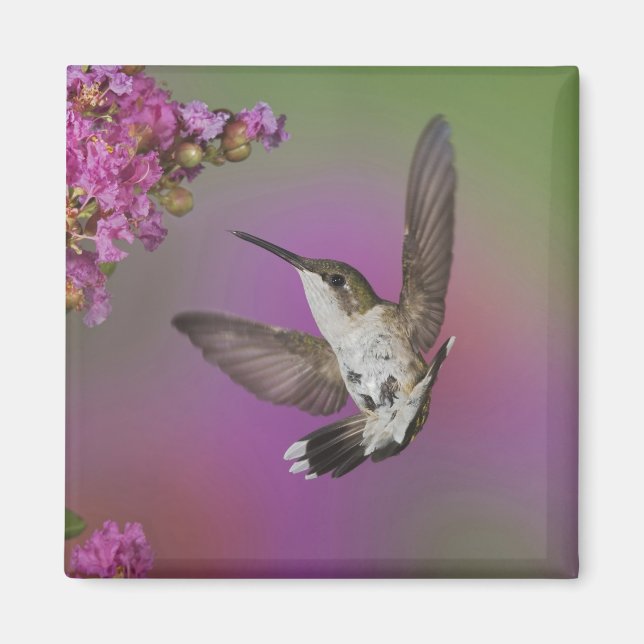 Imán Colibrí de Ruby Throed masculino juvenil (Frente)