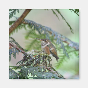 Imán Colibrí del bebé que se pega hacia fuera la leng