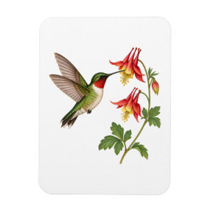 Imán Colibrí del jardín junto a flores de Aquilegia