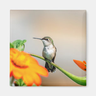 Imán Colibrí en una planta floreciente