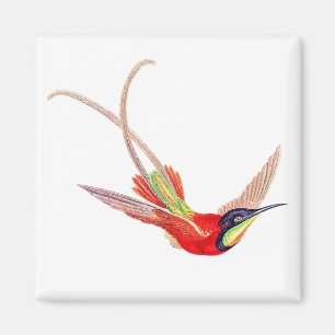 Imán Colibrí en vuelo