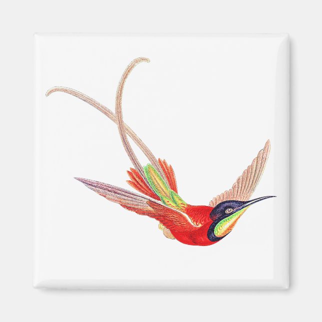 Imán Colibrí en vuelo (Frente)