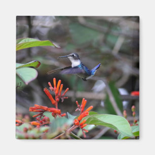 Imán Colibrí en vuelo y flores rojas