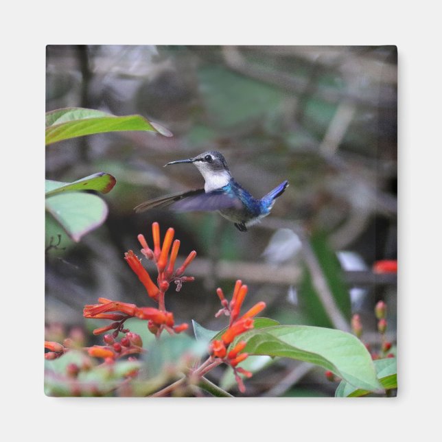 Imán Colibrí en vuelo y flores rojas (Frente)