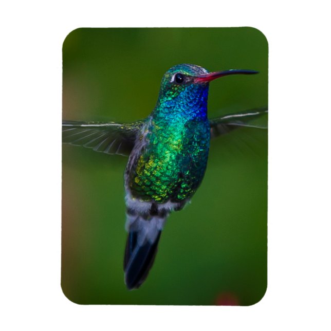 Imán Colibrí flotante (Vertical)