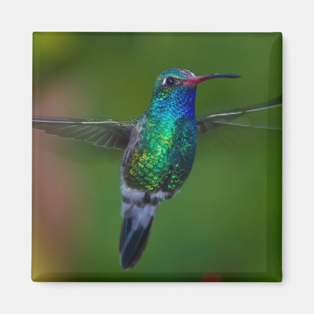 Imán Colibrí flotante (Frente)