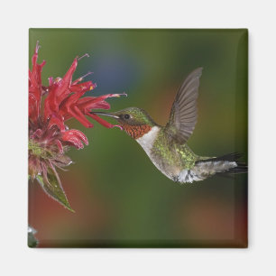 Imán Colibrí garganta de rubí macho